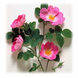 complicata_close-up__1