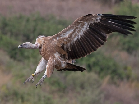 Griffon_vulture_landing.jpg