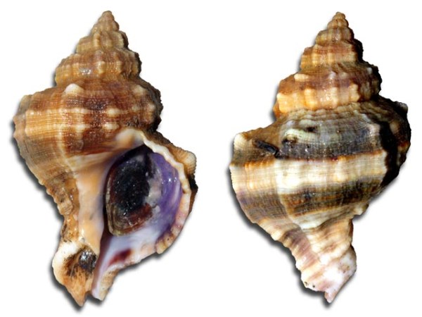 hexaplex_trunculus_l