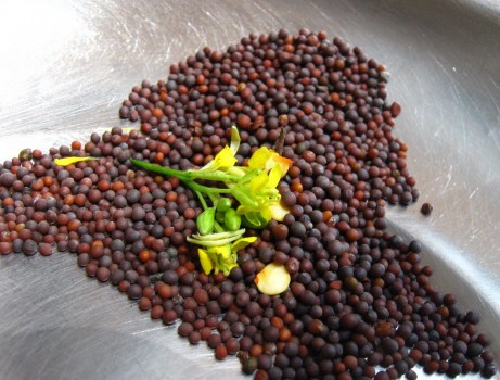 mustard-seeds