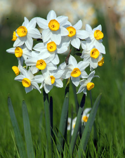 narcissus