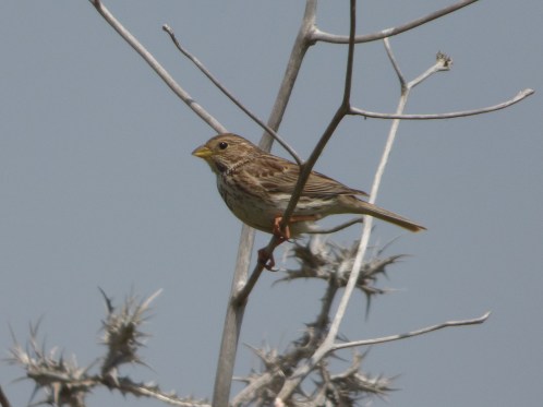 גבתון עפרוני