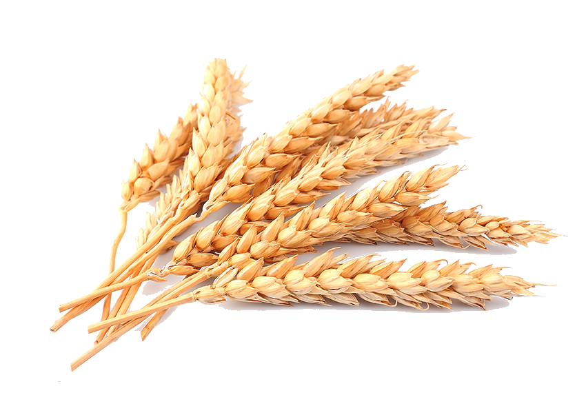 wheat_PNG86.png