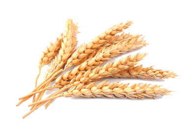 wheat_PNG86.png
