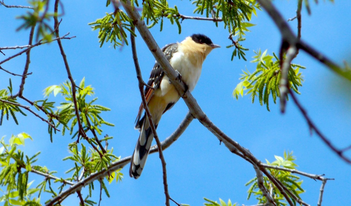 Animal Parables in the Bible (II): Partridge and&nbsp;Cuckoo