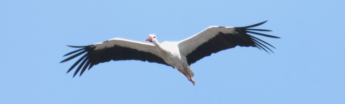 Animal Parables in the Bible (I): Bird&nbsp;Migration